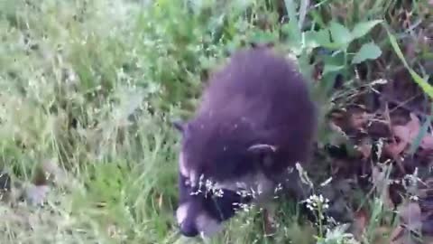 I Frustrated a Tiny Baby Raccoon