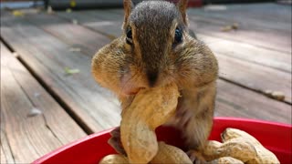 Adorable chipmunks stuff their faces!