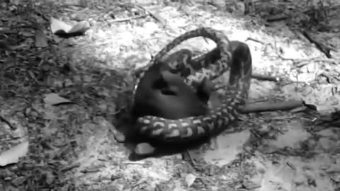 Real Fight Leopard vs Big Python Snake - Most Amazing Wild Animal Attacks
