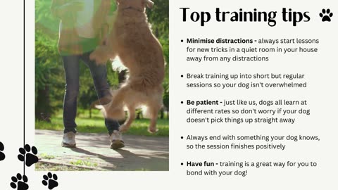 How to Train Your Dog & Top Training Tips- Nurture Your Pet