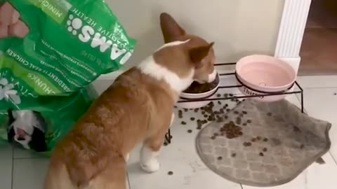 Corgi Spreads Its Food Around - Funny Dog Videos 🐾