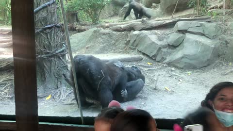 Gorillas Shock Onlookers With Oral Sex