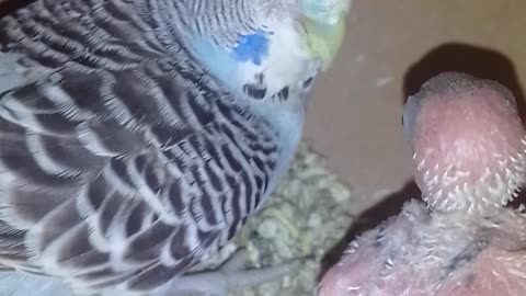 Cute budgie baby /parrot world /budgie parrot /budgie