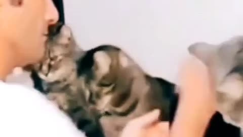 cat funny says kiss my ????🐱🐱😂🤣