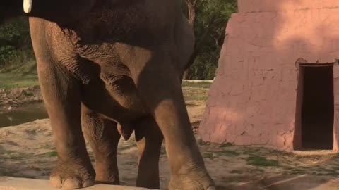 Cute elephant swings trunk out of joy!