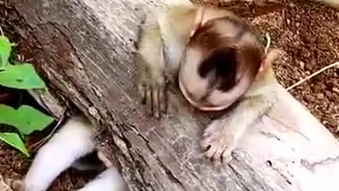 The clever wonderful dog saved the monkey trapped in a log