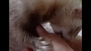 Ferret bites!(just playing)