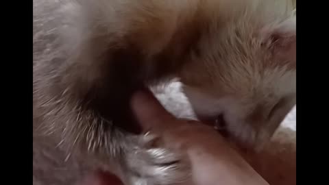 Ferret bites!(just playing)