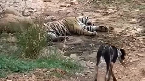 Tiger killed dog