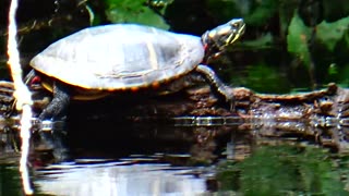 Painted Turtles