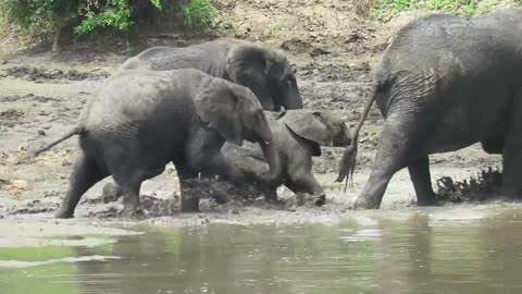 Cute Baby Elephant Stumbles through river crossing