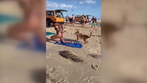 Dog biting sun bath |beach