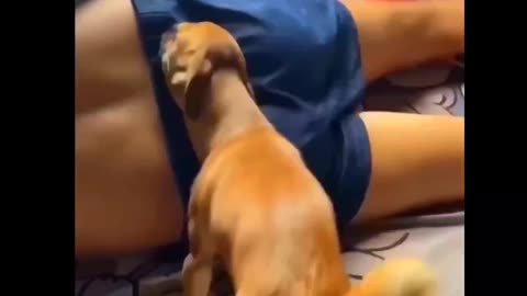 Hilarious Cat and Dog Antics: Funniest Moments Compilation"