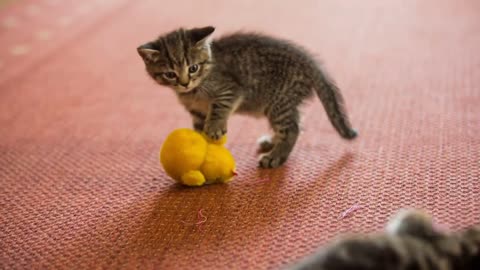 8 munchkin cat breeds