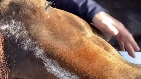 A horse in the sun