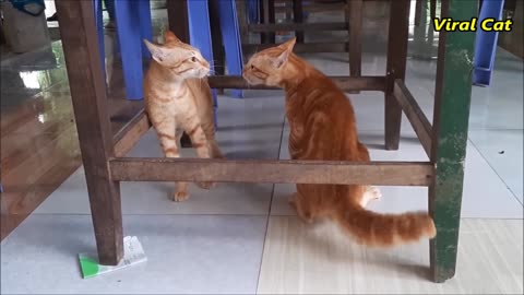 Cat fight compilation video | 4k