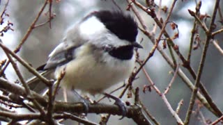 Chickadee