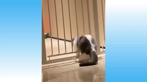 funny animals 2 house pets gone wild