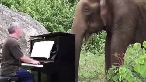 코끼리에게 피아노를 연주해주었다 드뷔시 달빛