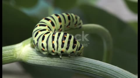 Macro of Caterpillar of Papilio Machaon swallowtail caterpillar feeding on Fennel branches.