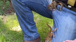 Hungry Baby Red Squirrels Climb All Over Man