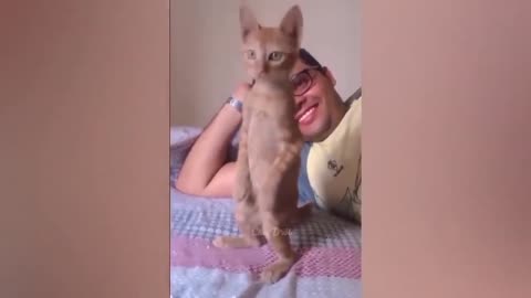 VARIETY OF FUNNY CAT