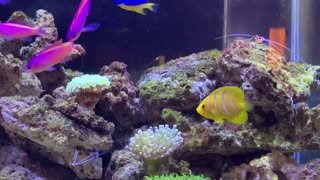 purple queen anthias regal angelfish