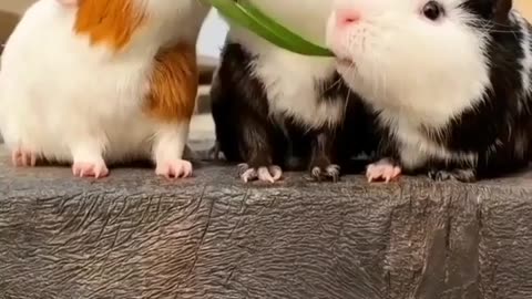 Guinea pig cute video