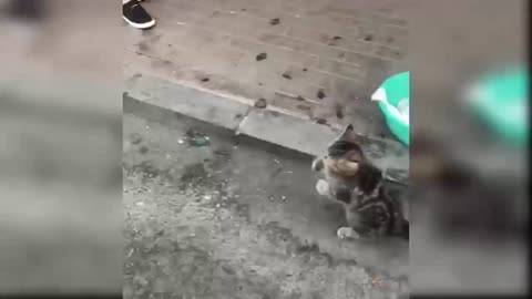 Cat Dancing to Beatbox Song