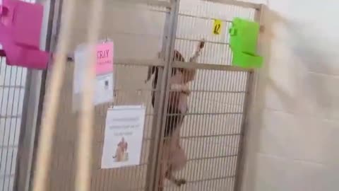 Shelter Puppy Is Caught Red Handed In The Act Of Monkey Business