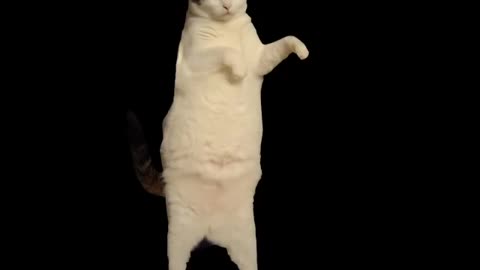 The Kitty Cat Dance