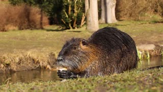 🌿 Nutria Chronicles: River Rat Dining Extravaganza by the Riverside! 🌊🐾