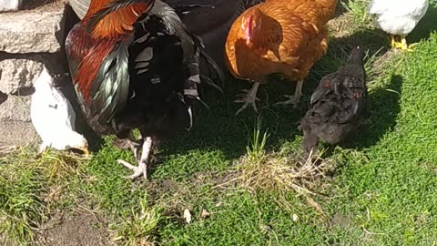 Goldi, Sapphire and chicken children 🤩🐤🐔🤍🤍