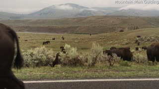 Bison Defends His Territory During Mating Season