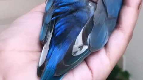 Cute love bird sleeping on my hand