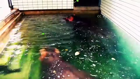 Funny Hippo couple in the pool