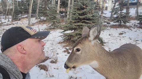 Man Shares Apple With Deer Friend