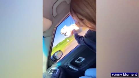 FLYING Dog in car.