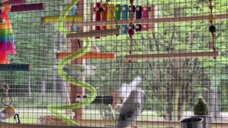 Happy Parakeets Chirping Outside