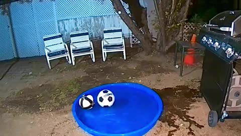 Bear Family Has Backyard Fun