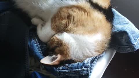 My Cat Amber sleeping on my warm newly clean cloths