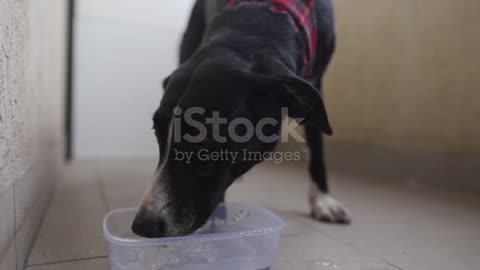 Cute black dog drinking refreshing cold water stock video 2021.