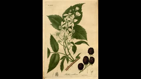 Raspberry and Blackberry Domestication