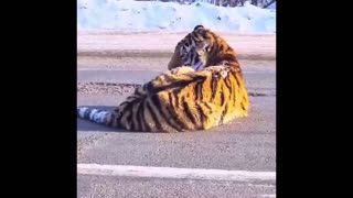 Rare tiger protesting something in Russia 😊