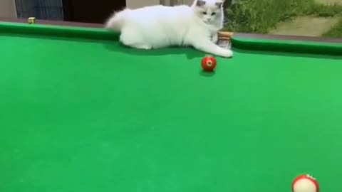 The cat becomes a billiards Joker