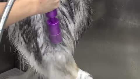 What you didn't know about female dogs - Husky groom