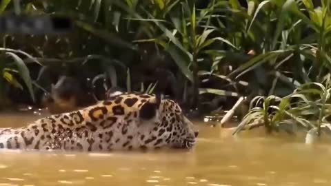 The Most Amazing Wildlife Moments of 2023 - Spotted Animals in the Wild