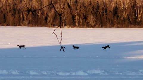 Deer On Ice