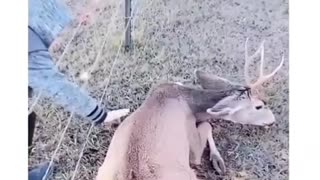 Never help a deer in need, they will stalk you.