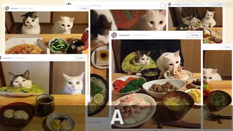 Cats Watch Owners Eat Food, Internet Loves It